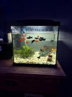 Aquarium complete zet, Dieren en Toebehoren, Vissen | Aquaria en Toebehoren, Ophalen, Zo goed als nieuw, Gevuld zoetwateraquarium