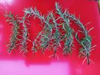 Rozemarijn stekjes 18-25 cm, Tuin en Terras, Planten | Tuinplanten, Ophalen, Volle zon, Vaste plant, Kruiden