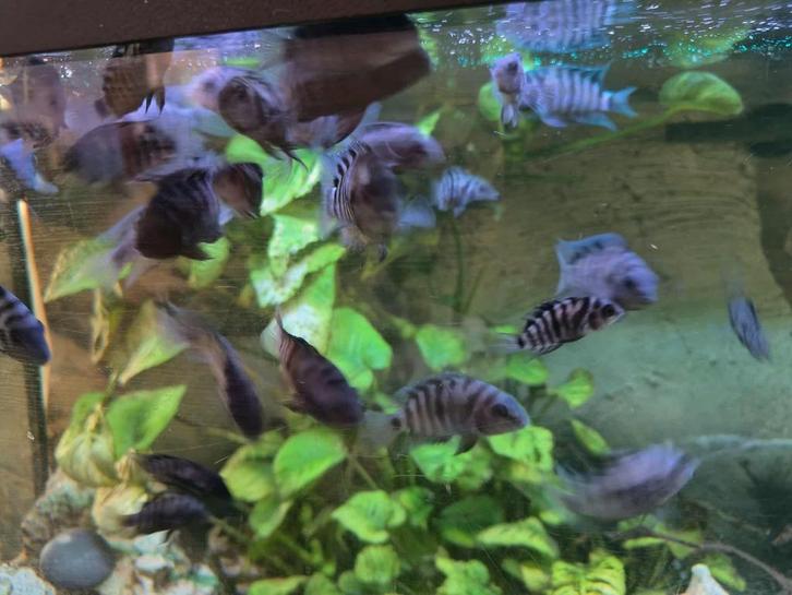Zebra cichliden, Dieren en Toebehoren, Vissen | Aquariumvissen, Vis