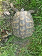 Landschildpadden, Testudo Hermannï, Boetgeri, geslachtsrijp, Dieren en Toebehoren, Reptielen en Amfibieën, Schildpad
