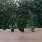 Philodendron Glorious • 3 gewortelde stekjes, Overige soorten, Minder dan 100 cm, Groene kamerplant, Halfschaduw