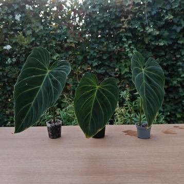 Philodendron Glorious • 3 gewortelde stekjes beschikbaar voor biedingen