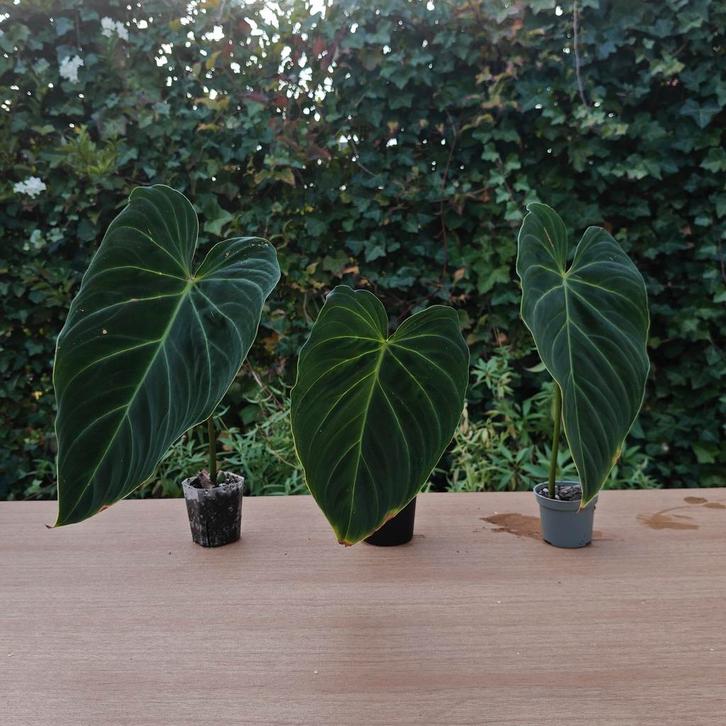 Philodendron Glorious • 3 gewortelde stekjes, Huis en Inrichting, Kamerplanten, Overige soorten, Minder dan 100 cm, Groene kamerplant