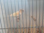 Harlekijn man 25, Dieren en Toebehoren, Mannelijk, Postuurkanarie