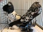 Gezocht duivin Hollandse kropper zwart getijgerd met goed bl, Dieren en Toebehoren, Vogels | Duiven, Vrouwelijk, Kropper