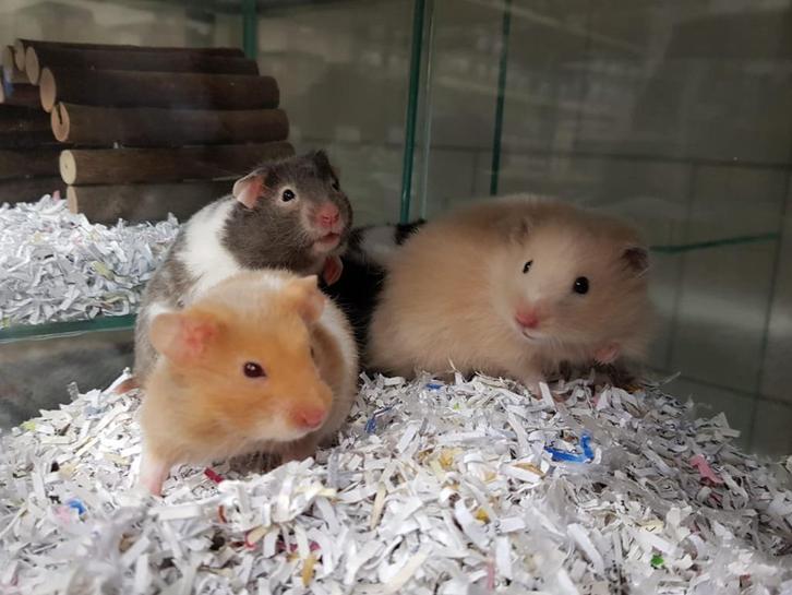 Goudhamsters | Jonge dieren | Goed tam te maken], Dieren en Toebehoren, Knaagdieren, Meerdere dieren, Hamster, November, Tam