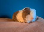 Cavia texel / tessel en sheltie, Dieren en Toebehoren, Knaagdieren, September, Meerdere dieren, Cavia