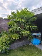 Trachycarpus fortunei palmboom - stamhoogte 120cm, Ophalen, Volle zon, Palmboom, 100 tot 250 cm
