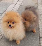 Onwijs mooie kleine pomeriaan pups, Particulier, 15 weken tot 1 jaar, Buitenland, Meerdere
