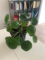 Pannenkoekplant, Groene kamerplant, Ophalen, Overige soorten, Minder dan 100 cm