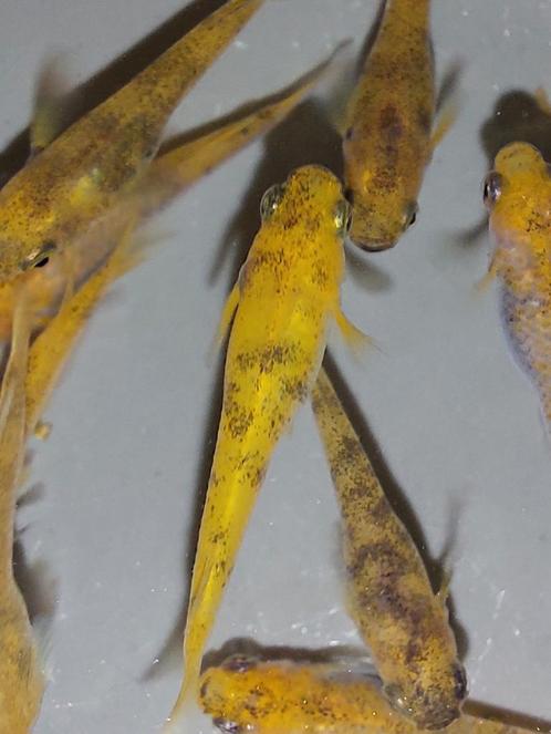Medaka Red Tiger, Dieren en Toebehoren, Vissen | Aquariumvissen, Vis