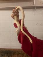 slang met terrarium, Dieren en Toebehoren, Reptielen en Amfibieën, Slang, Met terrarium, 3 tot 6 jaar