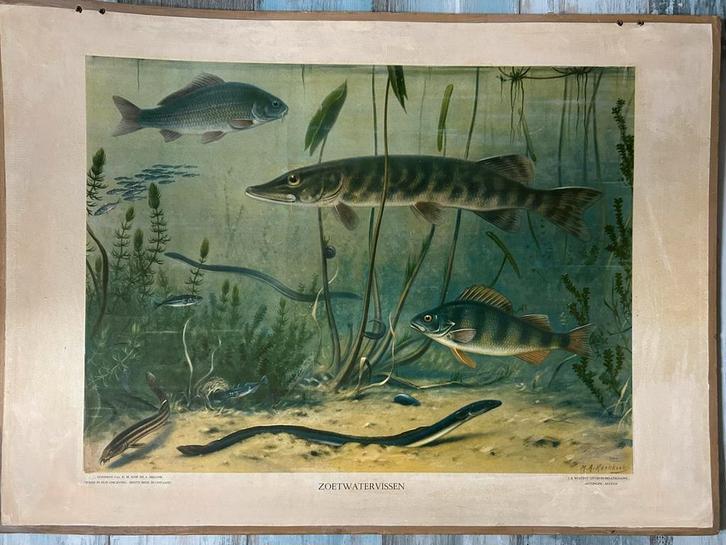 Vintage schoolplaat vissen, Antiek en Kunst, Antiek | Schoolplaten, Aardrijkskunde, Ophalen of Verzenden