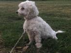 Maltezer hond, Dieren en Toebehoren, Honden | Chihuahua's en Gezelschapshonden, Maltezer, 1 tot 2 jaar, Teef, Eén hond