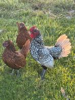 Te koop mooi gezond trio Sebrigth kipjes, Meerdere dieren, Kip