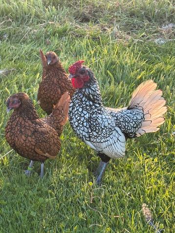 Te koop mooi gezond trio Sebrigth kipjes beschikbaar voor biedingen