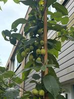Sier appelboom, Tuin en Terras, Planten | Fruitbomen, Ophalen, Appelboom, Lente