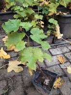 Druiven stekken, Tuin en Terras, Ophalen, Minder dan 100 cm, Overige soorten, Zomer