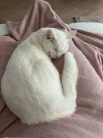 Europees korthaar, Dieren en Toebehoren, Poes