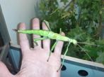 Eitjes wandelende tak (Diapherodes gigantea), Dieren en Toebehoren, Insecten en Spinnen, Wandelende tak