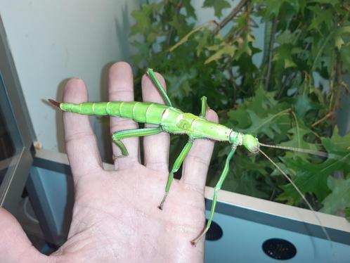 Eitjes wandelende tak (Diapherodes gigantea), Dieren en Toebehoren, Insecten en Spinnen, Wandelende tak