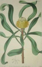 Antieke kopergravure uit The Botanical Register - Isopogon, Antiek en Kunst, Kunst | Etsen en Gravures, Ophalen of Verzenden