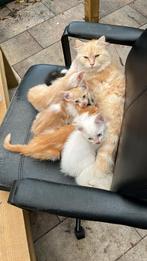 Kittens, Meerdere dieren, Kortharig, 0 tot 2 jaar