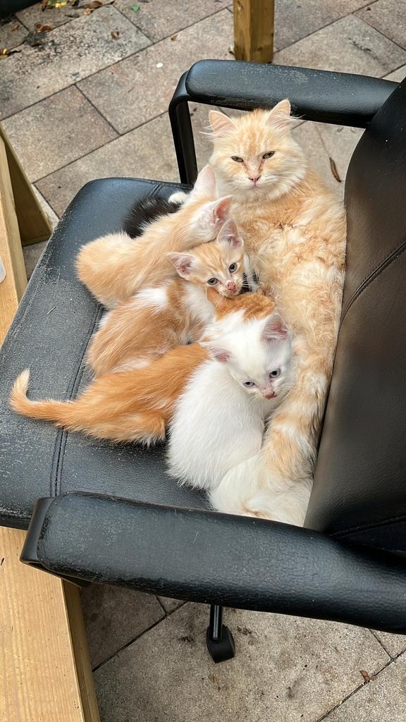 Kittens, Dieren en Toebehoren, Katten en Kittens | Overige Katten, Kortharig, Meerdere dieren, 0 tot 2 jaar