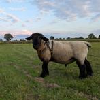 Stamboek suffolk ram, Dieren en Toebehoren, Mannelijk, Schaap, 3 tot 5 jaar