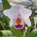 cattleya quadricolor 3x bewortelde deelstukken, Tuin en Terras, Ophalen of Verzenden, Volle zon