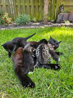 5 kittens, alle kittens zijn gereserveerd, Dieren en Toebehoren, Meerdere dieren, Kortharig, 0 tot 2 jaar