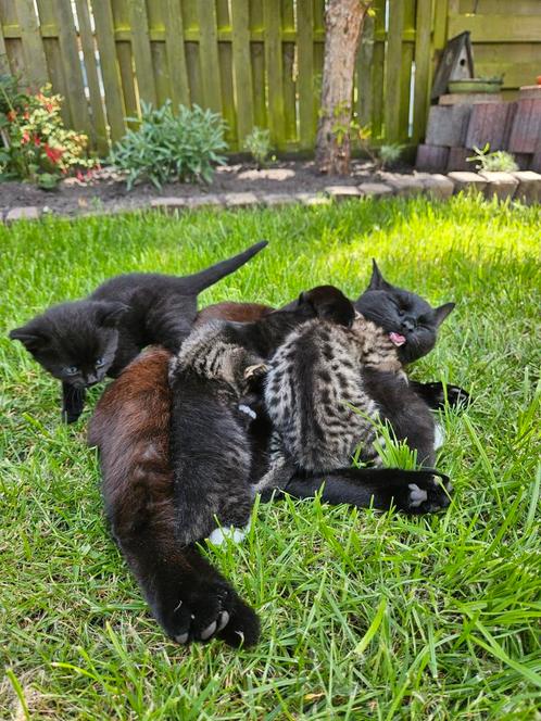 5 kittens, alle kittens zijn gereserveerd, Dieren en Toebehoren, Katten en Kittens | Overige Katten, Kortharig, Meerdere dieren