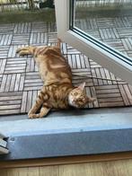Kat vermist Rotterdam, Dieren en Toebehoren