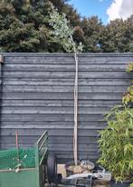 Eucalyptus, Bloeit niet, Overige soorten, 250 tot 400 cm, Ophalen