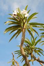 Madagascar Palm - Pachypodium- kaktus, Eén persoon, Cadeaubon