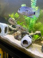 Herichthys Carpintis Cichlide 6x, Dieren en Toebehoren, Vis, Zoetwatervis