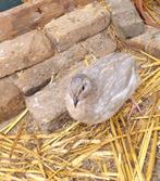 Japans kwartel haantje, Dieren en Toebehoren, Pluimvee, Mannelijk, Eend