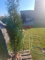 MOOIE THUJA EXCELSA CONIFEREN TE KOOP, Ophalen, Bloeit niet, Halfschaduw, Overige soorten