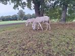 Welsh A merrie veulen, cremello shetlander hengst veulen, Meerdere dieren, Niet van toepassing, A pony (tot 1.17m), 0 tot 2 jaar