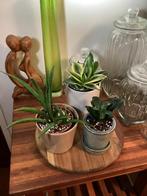 Een set aparte Sansevieria Sanseveria., Ophalen, Halfschaduw, Minder dan 100 cm
