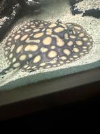 Black diamond rog pups stingray, Dieren en Toebehoren, Vis