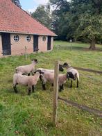 Suffolk dekrammen te koop, Dieren en Toebehoren, Mannelijk, Geit
