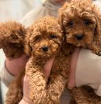 Toy poedel nest, 8 tot 15 weken, Meerdere, Meerdere dieren, CDV (hondenziekte)