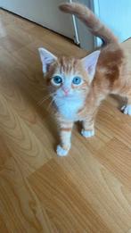 nog 1  lieve kitten  8 weken vrouwtje, Dieren en Toebehoren, Katten en Kittens | Overige Katten, Poes