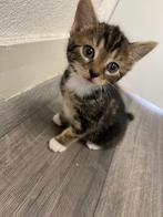 6 Weken Oude Schattige Kittens Zoeken Een Nieuw Thuis!, Dieren en Toebehoren, Katten en Kittens | Dekkaters, 0 tot 2 jaar