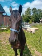 4 jarige  Friese merrie, Merrie, Gechipt, 3 tot 6 jaar, 160 tot 165 cm