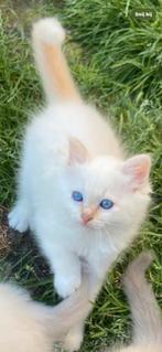 Lieve Heilige Birmaan kittens zoeken bedienden!, Dieren en Toebehoren, Katten en Kittens | Raskatten | Langhaar, Meerdere dieren