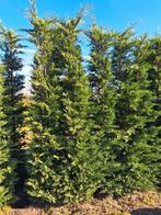 Cupressocyparis Leylandii, Tuin en Terras, Planten | Bomen, Ophalen, Volle zon, Overige soorten