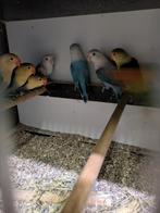 Meerdere fischeries, Dieren en Toebehoren, Vogels | Parkieten en Papegaaien, Meerdere dieren, Dwergpapegaai of Agapornis, Geringd