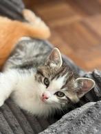 Ragdoll x Maine coon kruising, Dieren en Toebehoren, Katten en Kittens | Raskatten | Langhaar, Kater, Gechipt